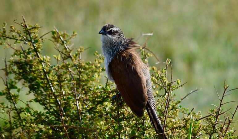 7 Days Kenya Birding Safari