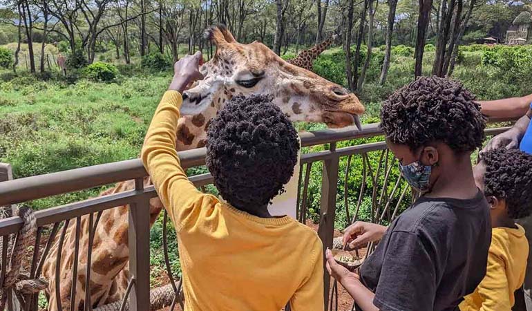 Giraffe Centre