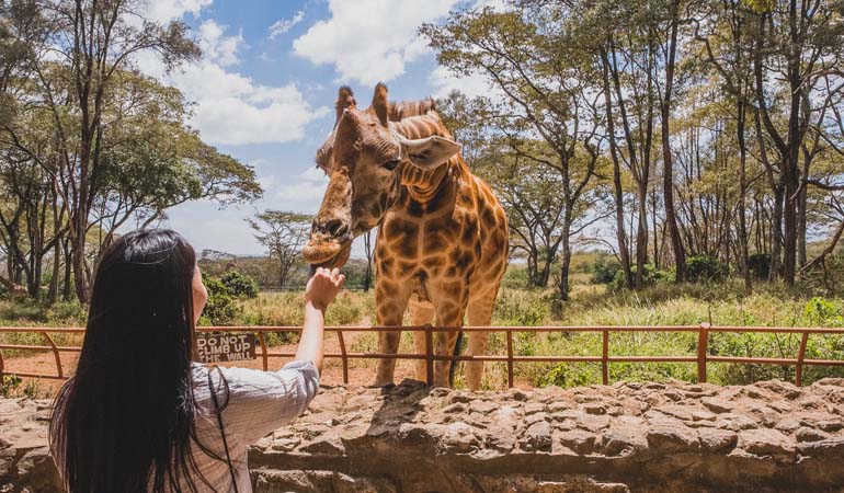 Giraffe Centre