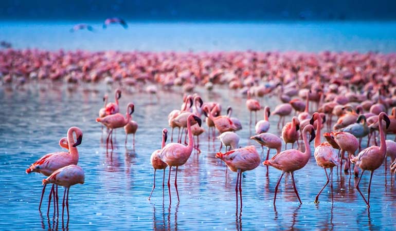 Lake Nakuru Day Trip