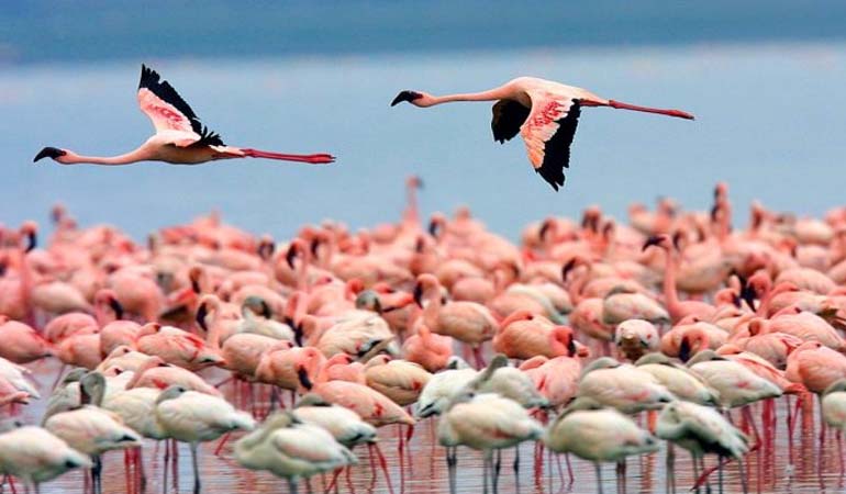 Lake Nakuru Day Trip