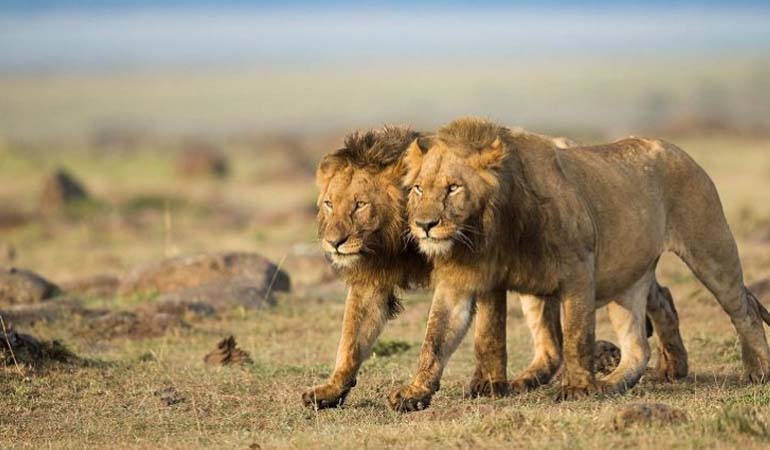 Maasai Boma Day Tour